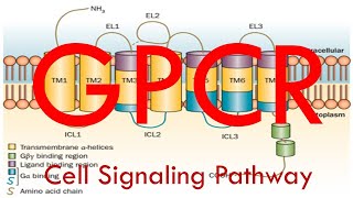 GPCR Cell Signaling Pathway Simplified [upl. by Milla]