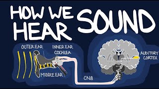 The Auditory Pathway  Neuroscience for Musicians [upl. by Tjaden]