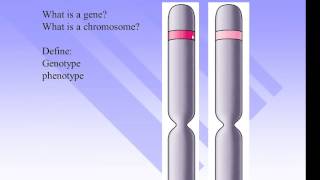 Genes Alleles Genotypes and Phenotypes [upl. by Ingham]