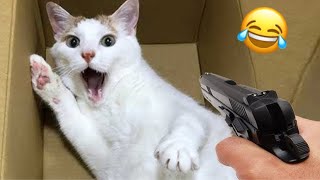 Funny Cats And Dogs Videos  Try not to laugh  Funny Compilation Videos 2024 [upl. by Magdaia]