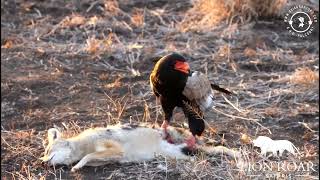 Bateleur eagle Terathopius ecaudatus  Feeding on Jackal [upl. by Sidoeht]