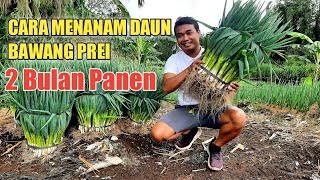 Cara Menanam Daun Bawang Prei 2 Bulan Panen  Tips Langsung Dari Petaninya [upl. by Truman]