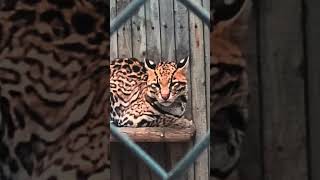 Ocelot cat ocelote beautiful animal cats nature zoo animals wild ocelot irvinezoo cutecat [upl. by Dhiren417]