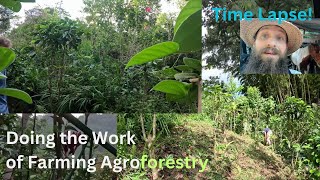 Pruning Agroforestry Farm Work Before and After [upl. by Nuahsed652]