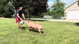 Shipley Swine Genetics Tamworth boar Full Power [upl. by Ietta]