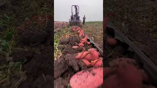 Hongyou sweet potato harvester and stone picker new harvesting farming agriculture [upl. by Eedak64]