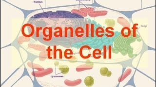 Organelles of the Cell [upl. by Delgado]