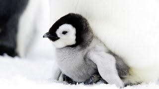 Emperor Penguin Chick Cute Sound [upl. by Noland378]