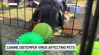 Protecting your pets from Canine Distemper Virus [upl. by Aicirtel]