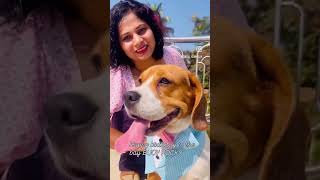 petbreeder petengager doglover pets dogowner beagles birthdaycelebration petcare [upl. by Llennol]