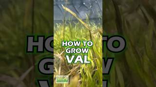 How To Grow VALLISNERIA  Aquarium Plant For Sale [upl. by Opportuna]