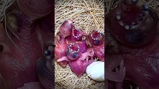 NOT AI Mutation gouldian finch chicks close up  baby bird bird birds [upl. by Eeliak]