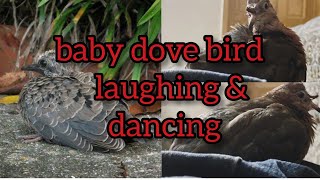 Baby Dove bird laughing and dancing  Fakhta ki awaz Cooing  dove sign of peace [upl. by Yelekalb]