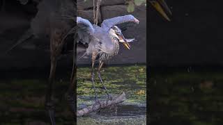 Great Blue Heron Falls into the Erie Canal birds greatblueheron shorts z8 wildlife birding [upl. by Afrika]