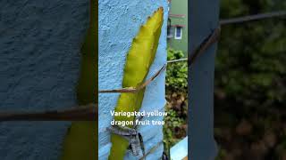 variegated yellow dragon fruit dragonfruit pitahayafruit shortvideo beach shortsfeed [upl. by Nwahsek412]