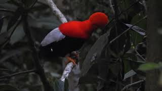 GALLITOS DE ROCA Rupicola peruvianus  ANDEAN COCK OF THE ROCK  Refugio Paz de Las Aves ECUADOR [upl. by Oskar]