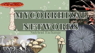 Common Mycorrhizal Networks and Nutrient Exchange [upl. by Aneehc29]