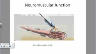 Physiology of a Muscle Contractionwmv [upl. by Allicirp738]