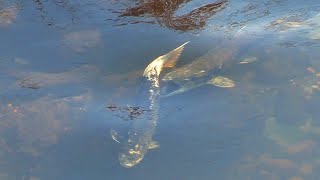 Salmon Run on the Calaveras River in California [upl. by Tessil]