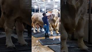 13 ton bull with fluffy coat from Brownies Ranch [upl. by Rubliw226]