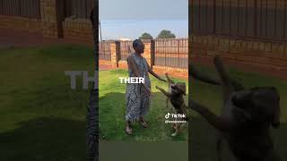 VLOG 15 POTCHEFSTROOM LESEDI AND KGANYA  PUPPIES VLOG [upl. by Ayrolg]