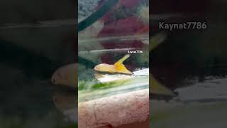 Molly fish 🐠 Mar gai 😭 petfish fishaquarium petvlog pets aquarium guppyfish [upl. by Heyward]