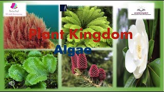 quotPLANT KINGDOM quotAlgae Class 11th biology [upl. by Caitlin865]