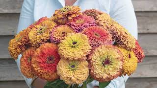 Aurora Zinnia – Bred by Johnnys Selected Seeds [upl. by Aldrich]