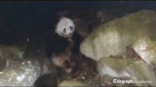 Wild Panda is filmed eating meat in China [upl. by Prussian]