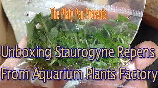 Staurogyne Repens Unboxing From Aquarium Plants Factory [upl. by Natsirt]