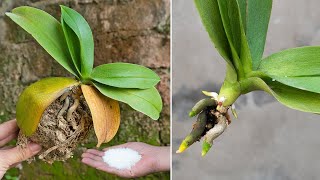 Magical tips to revive orchids with fast root rot few people know  Roots grow right after a month [upl. by Zehcnas447]