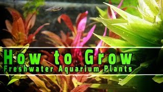 How to Grow Freshwater Aquarium Plants [upl. by Argela]