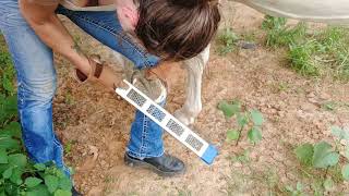 Learning basic hoof maintance in between farrier visits  rasping the hoof to prevent chipping [upl. by Zeph]