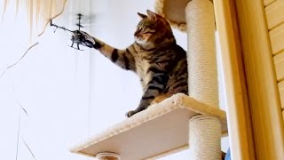 Bobo Cat vs RC Helicopter [upl. by Lladnik307]