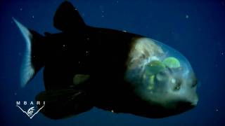 Macropinna microstoma A deepsea fish with a transparent head and tubular eyes [upl. by Chiquia424]