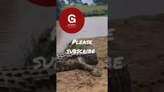 biggest crocodile in the world 😱 [upl. by Fredra]