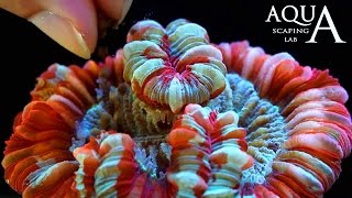 Aquascaping Lab  Alimentazione e mantenimento dei coralli Zooxantelle e Fitoplancton [upl. by Leahcar]