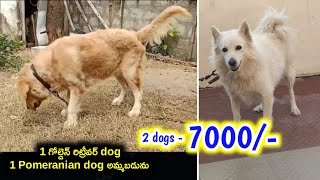 golden retriever Pomeranian dogs for sale in telugu 74161 88128 aj pets [upl. by Wivina]