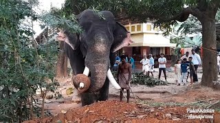 🥰പാപ്പാൻ അടുത്ത് വന്നതും അയ്യപ്പന്റെ കുണുങ്ങി കുണുങ്ങിയുള്ള നിൽപ്പ് കണ്ടോ  Erattupetta Ayyappan [upl. by Aimet]