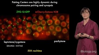 Abby Dernburg UC Berkeley  LBNL  HHMI Part 3 The Role of Dynein in Chromosome Pairing [upl. by Dunham]