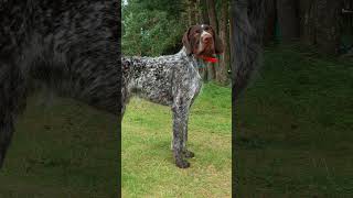 German Wirehaired Pointer Pros And Cons  The Good And The Bad [upl. by Topper]