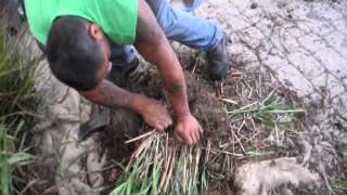 How to Divide Large Ornamental Grasses [upl. by Valery]