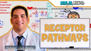 Endocrinology  Receptor Pathways [upl. by Nnylg]