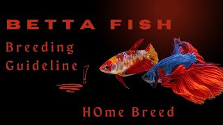 Betta Fish Breeding setup guideline  How to breed Betta Fish [upl. by Yim]