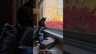 This little Tortie cat has some wisdom for us catmagic fallvibes [upl. by Leese249]