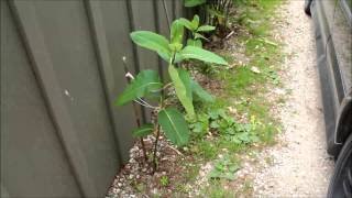 How to Plant Common Milkweed [upl. by Adnyc]