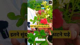 ROSE PLANT GROWING TIPS FOR HEAVY BLOOMING farming indoorplants rose garden furtilizer plants [upl. by Dnanidref]