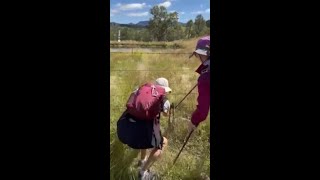 Woman attacked by kangaroo while trying to save joey [upl. by Epifano]