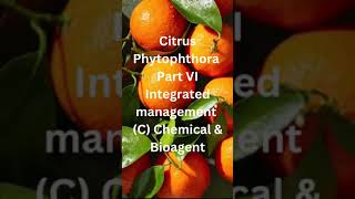 Phytophthora of citrus Part VIIDMChemical amp Bioagentगोंदाति रोगएकीकृत प्रबंधनरासायनिक नियंत्रण [upl. by Wald823]