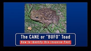 Cane Toads  How to Identify This Invasive Pest [upl. by Plossl]